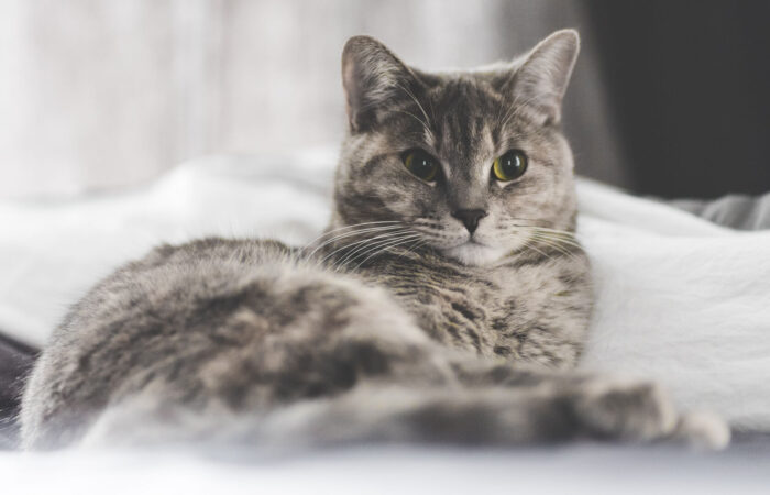 Deciphering Your Cat’s Language – Understanding Feline Communication