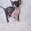 Milo – Charming Male Sphynx with a Mischievous Spark - Image 3