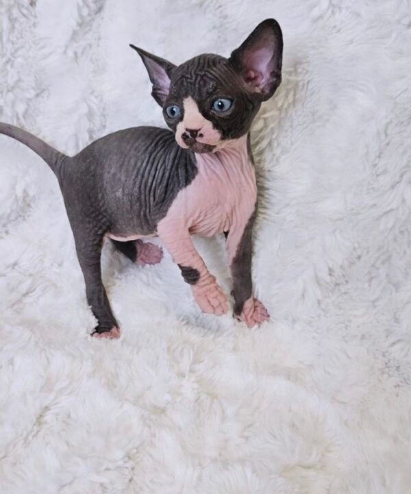 Milo – Charming Male Sphynx with a Mischievous Spark