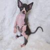 Milo – Charming Male Sphynx with a Mischievous Spark - Image 2