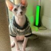 Maximus – Handsome Male Sphynx with Charismatic Charm - Image 2