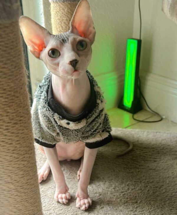Maximus – Handsome Male Sphynx with Charismatic Charm