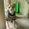 Maximus – Handsome Male Sphynx with Charismatic Charm - Image 3