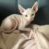 Meet Titan - A Sphynx with a Heart of Gold - Image 2